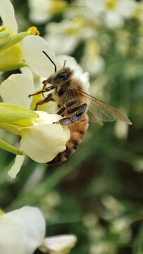 蜜蜂在油菜花上采蜜
