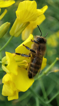 蜜蜂在油菜花上采蜜