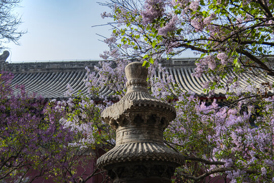 北京法源寺丁香花