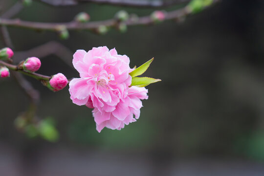 山桃花