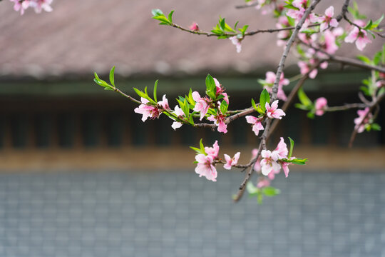 桃花