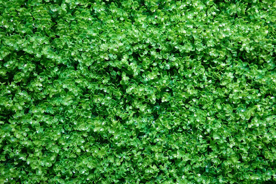 绿墙背景绿植墙面