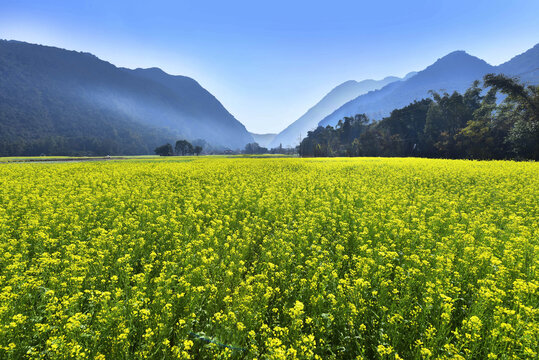 罗平油菜花