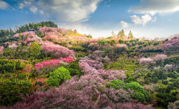 樱花谷