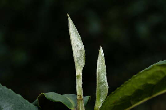 汝城白毛茶