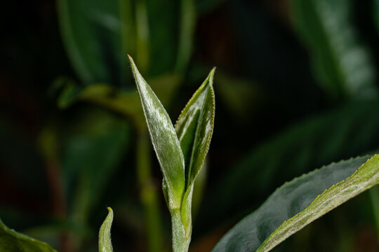 汝城白毛茶