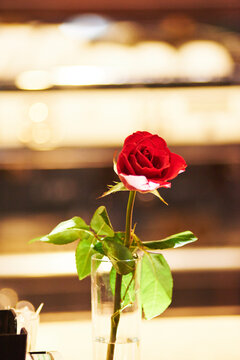 餐桌上的玫瑰
