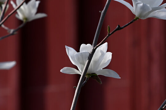 白玉兰玉兰花开春天白玉兰开花