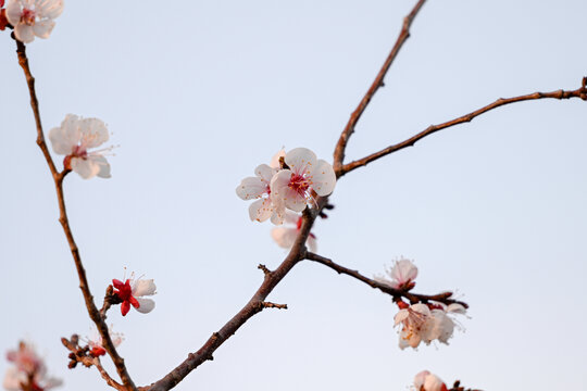 杏花特写春天杏花盛开花朵蓝背景