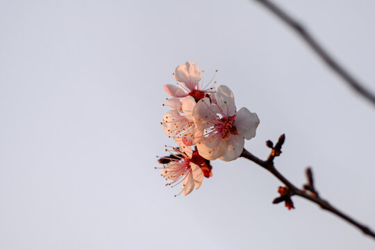 杏花特写春天杏花盛开花朵蓝背景