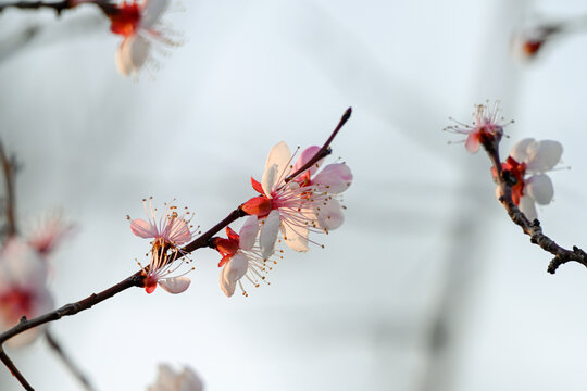 杏花特写春天杏花盛开花朵蓝背景