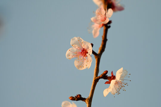 杏花特写春天杏花盛开花朵蓝背景