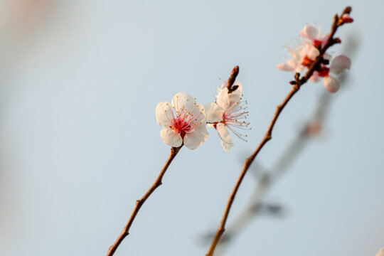 杏花特写春天杏花盛开花朵蓝背景