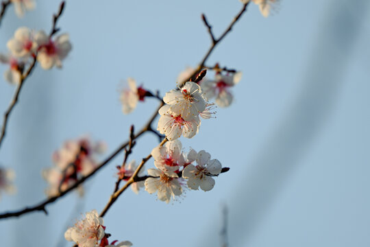 杏花特写春天杏花盛开花朵蓝背景