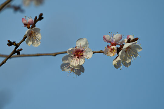 杏花特写春天杏花盛开花朵蓝背景