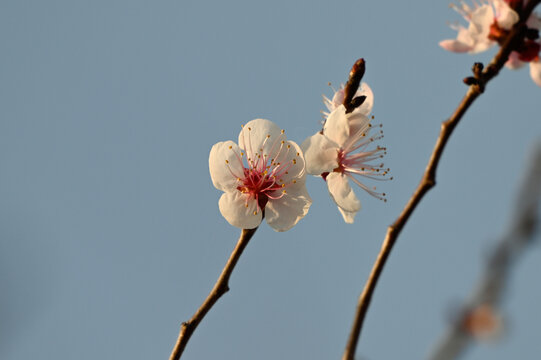 杏花特写春天杏花盛开花朵蓝背景