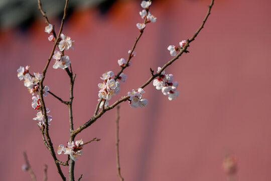 杏花特写春天杏花盛开花朵红背景