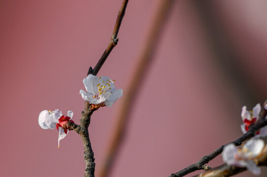 杏花特写春天杏花盛开花朵红背景