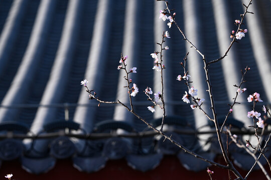 杏花特写春天杏花盛开花朵黑背景