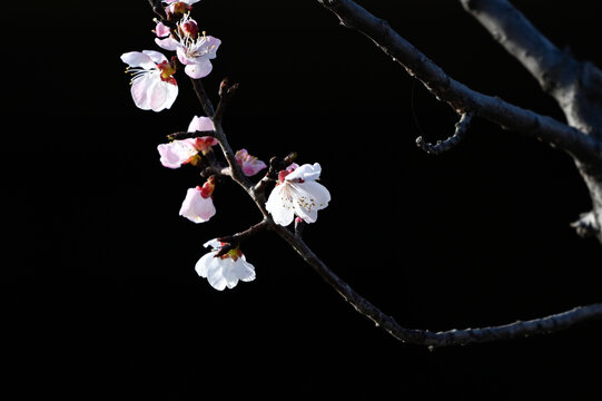 杏花特写春天杏花盛开花朵黑背景