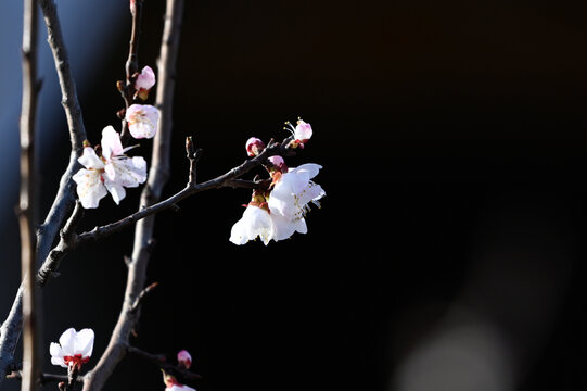 杏花特写春天杏花盛开花朵黑背景