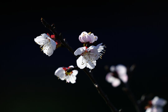 杏花特写春天杏花盛开花朵黑背景