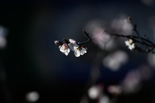 杏花特写春天杏花盛开花朵黑背景