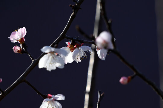 杏花特写春天杏花盛开花朵黑背景