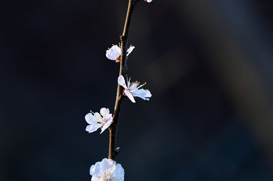 杏花特写春天杏花盛开花朵黑背景