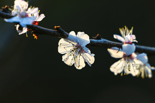 杏花特写春天杏花盛开花朵黑背景