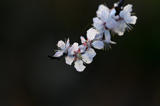 杏花特写春天杏花盛开花朵黑背景