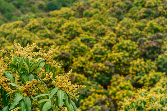 芒果林里的芒果花