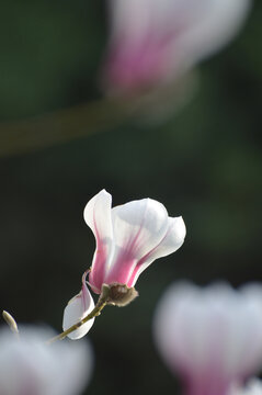 玉兰花特写