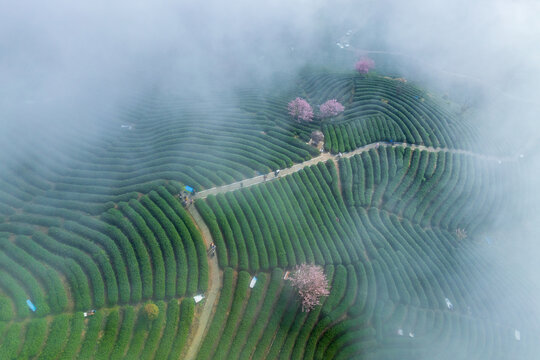 杭州富阳樱花茶园云海航拍