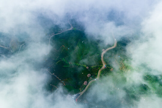 云海下的樱花茶园