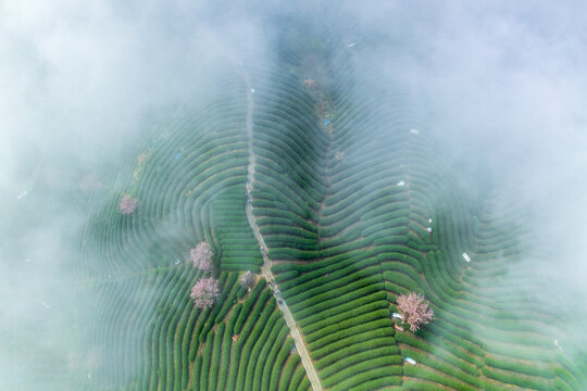 杭州富阳拨山樱花茶园