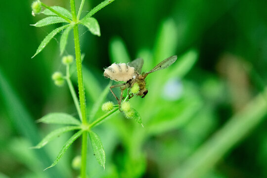 蜜蜂采蜜