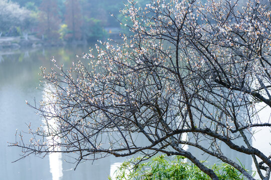 湖边梅花广州香雪公园梅花