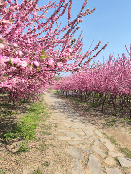 花间小路