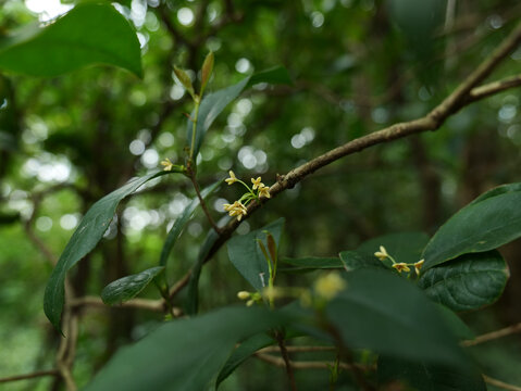 桂花树