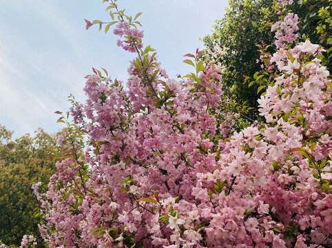 樱花