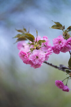 樱花