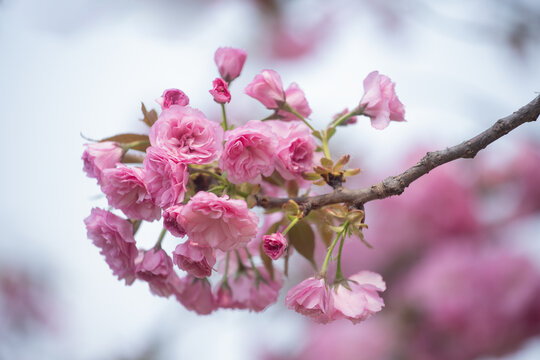 樱花