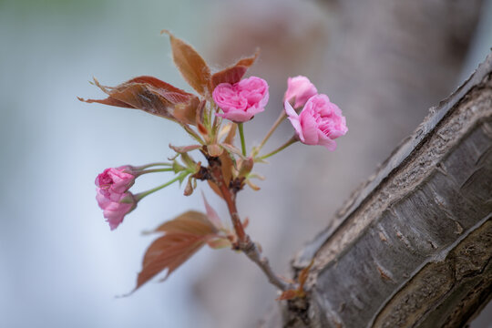 樱花