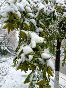 雪景