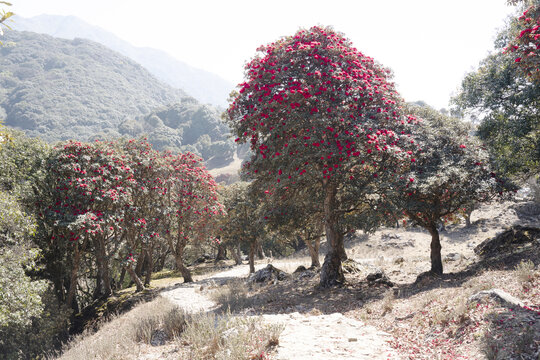 永德大雪山杜鹃花