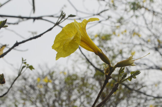 海珠湖黄花