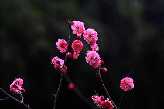 梅花