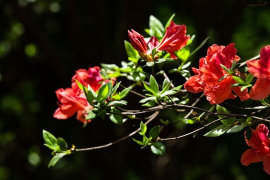 杜鹃花