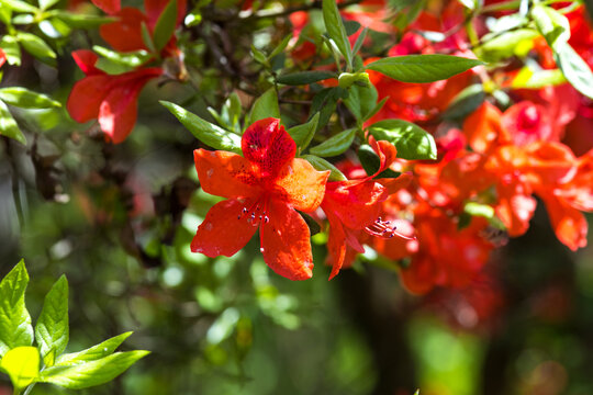 杜鹃花